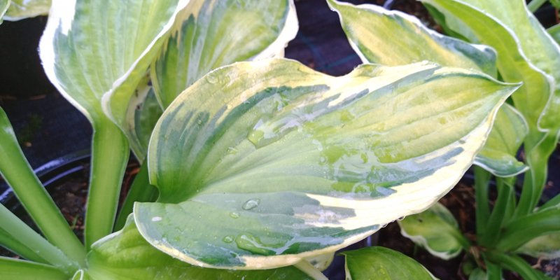 Hosta 'Captain's Adventure' Hosta